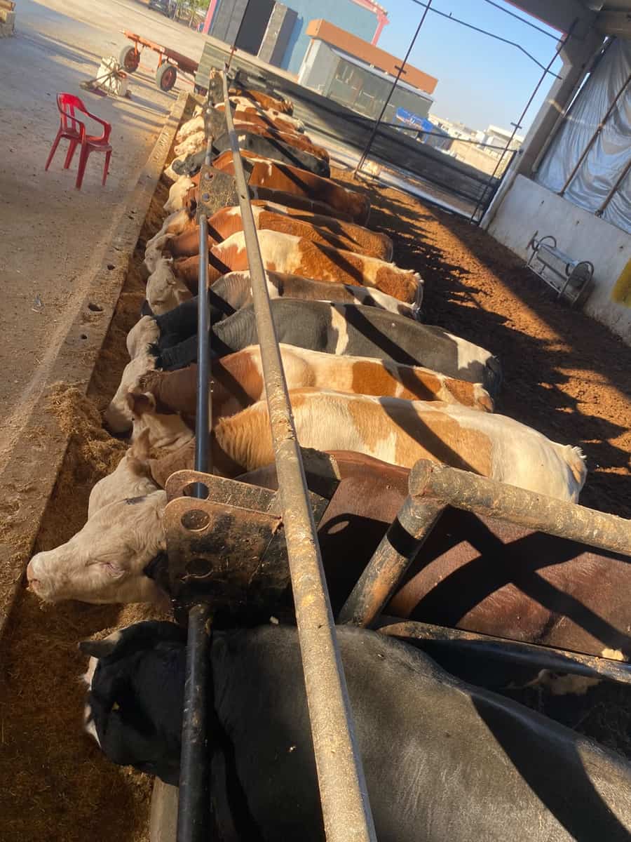Simental 119 Adet Satılık Tosun - Çifti 410 bin, Şanlıurfa