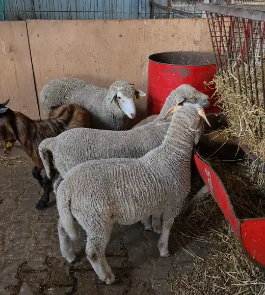 Merinos Satılık Merinos Kuzular, İzmir / Foça