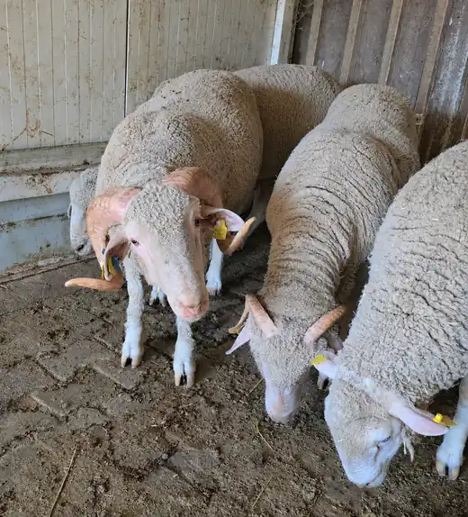 Merinos Merinos Koçlar - Satılık Damızlık Koç, İzmir / Foça