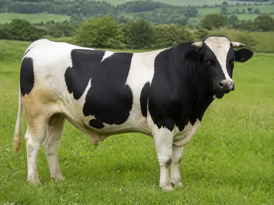 Holstein Holstein Damızlık Boğa, İzmir / Ödemiş